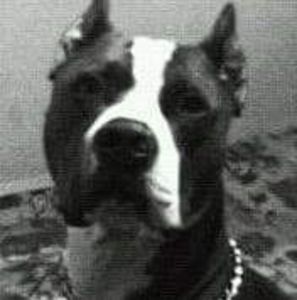 Meet your Posher, William